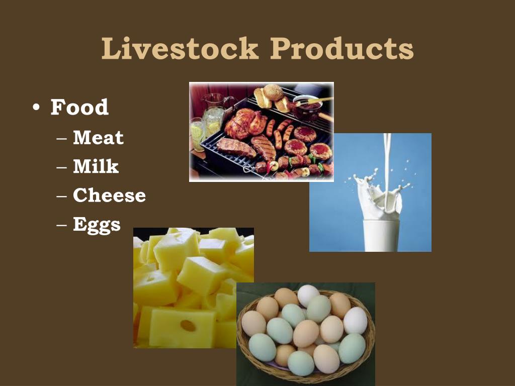 Live-Stock-Products.jpg